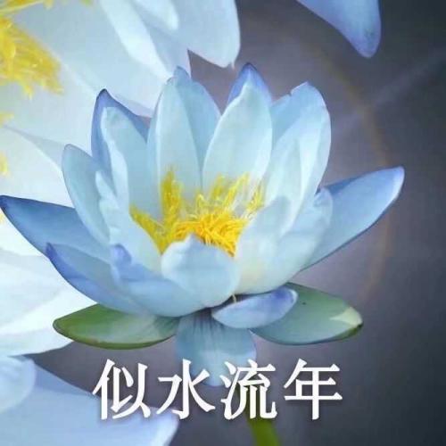 清雅脱俗莲花带字头像(23)