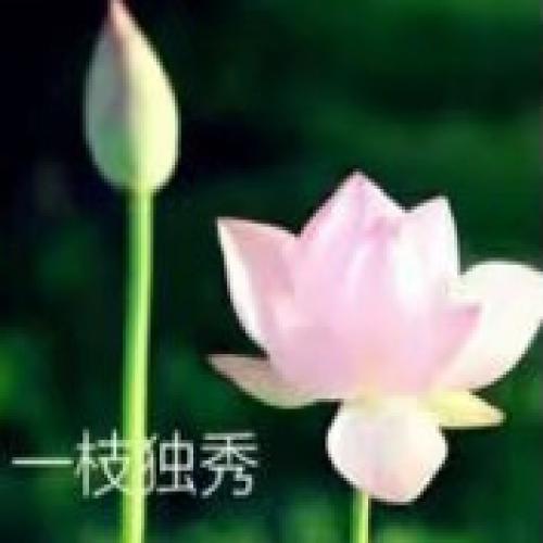 清雅脱俗莲花带字头像(74)