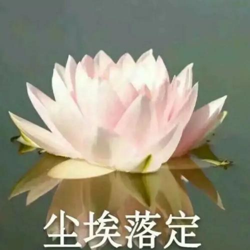 清雅脱俗莲花带字头像(37)