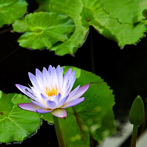 花朵头像 中年女性(10)