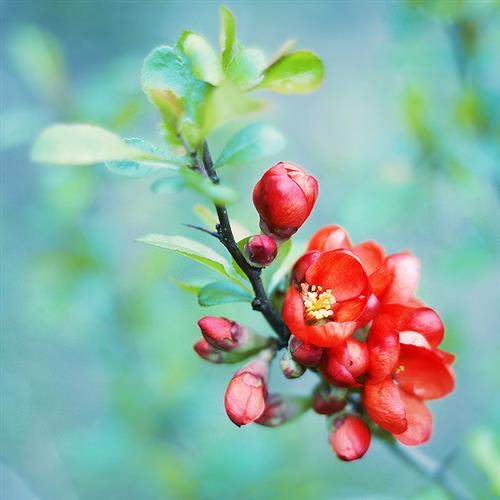 寓意美好，传递祝福花朵头像(3)