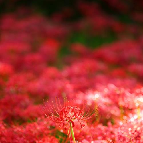 寓意美好，传递祝福花朵头像(1)