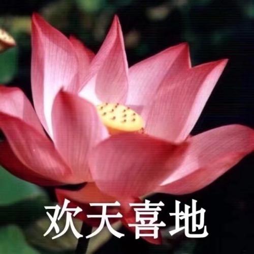 清雅脱俗莲花带字头像(50)