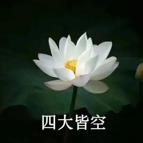 清雅脱俗莲花带字头像(83)