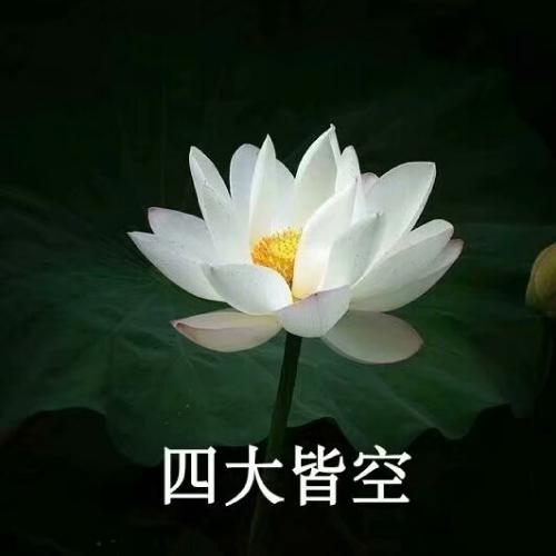 清雅脱俗莲花带字头像(70)