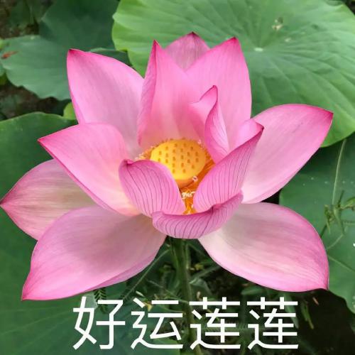 清雅脱俗莲花带字头像(4)