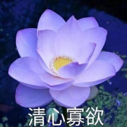 清雅脱俗莲花带字头像(19)