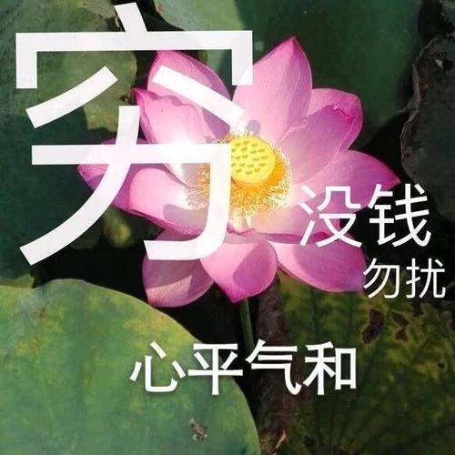 清雅脱俗莲花带字头像(1)