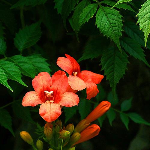 花朵头像 中年女性(1)