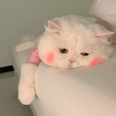 猫咪情侣头像一对呆萌(7)