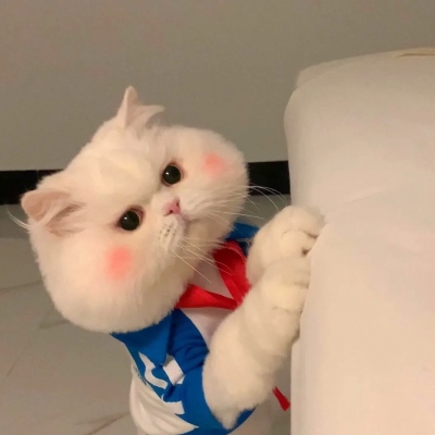 猫咪情侣头像一对呆萌(8)